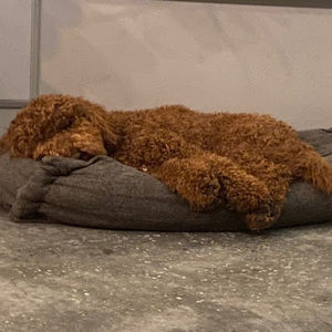 Meet your Posher, Leila